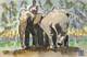 Elephants Walking, Sri Lanka