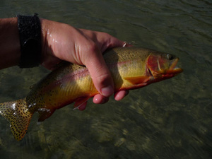 golden trout